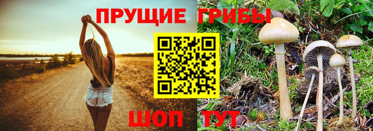 Камышин  Псилоцибиновые грибы прущие грибы  Вход с VPN 